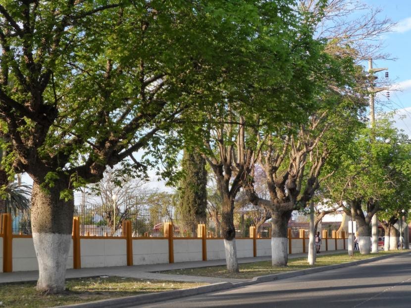 Hilera de árboles con los troncos pintados de blanco en una calle
