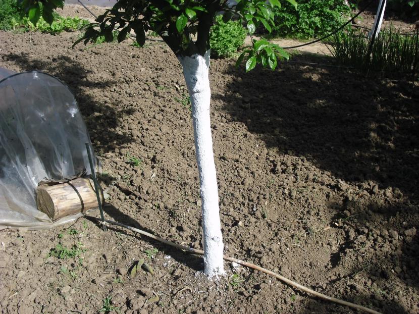 Encalado de árboles: para qué sirve y cuándo hacerlo