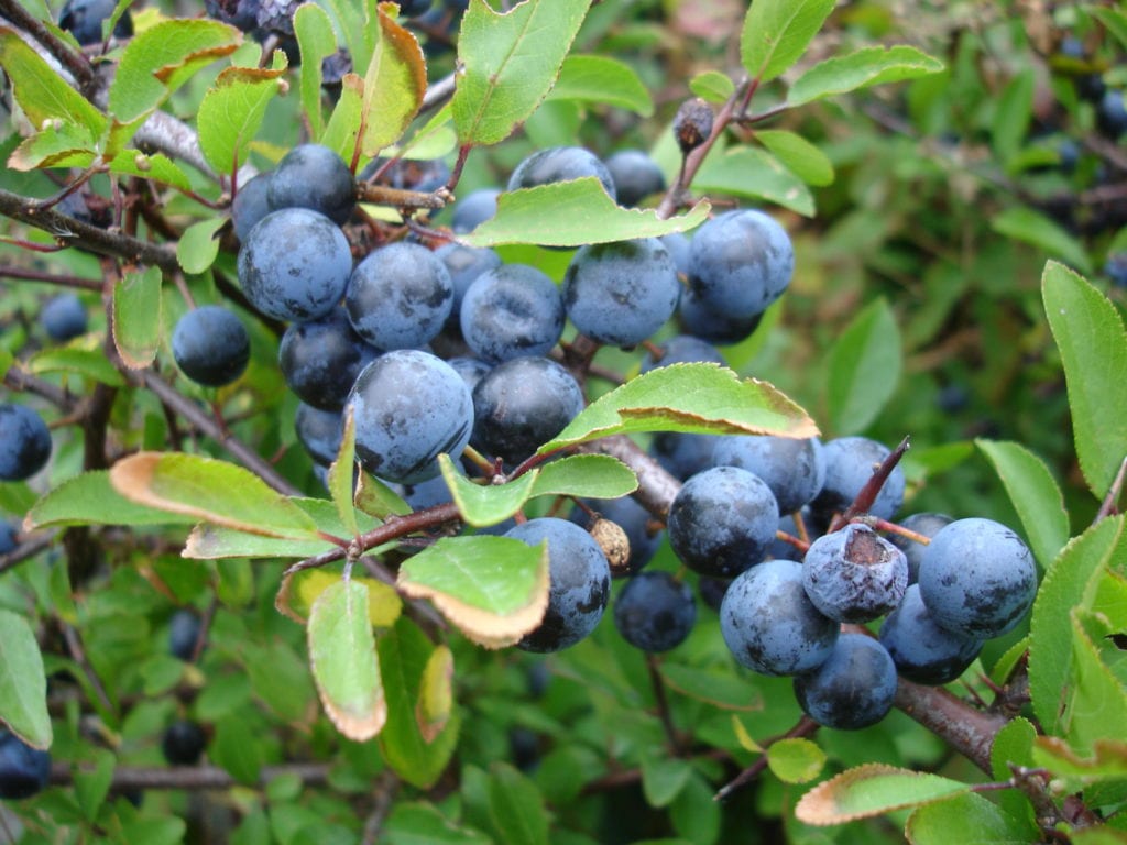 Endrino (Prunus spinosa): cultivo, poda y recolección