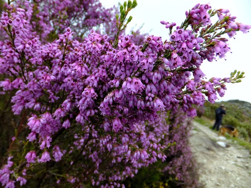 Erica australis: cultivo y cuidados del brezo rojo ibérico