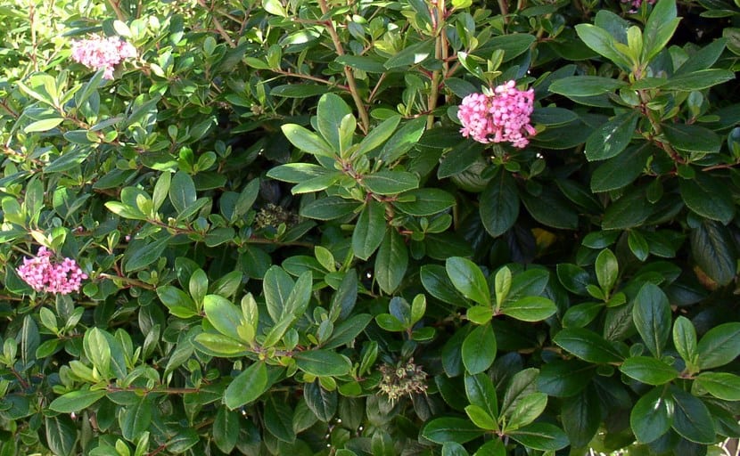 Seto de escalonia en flor