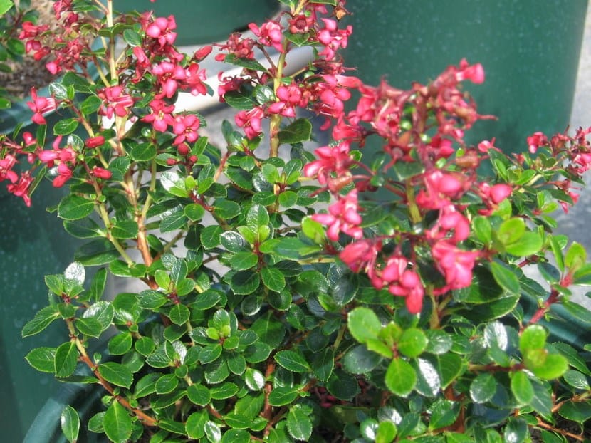 Flores rosadas de Escallonia