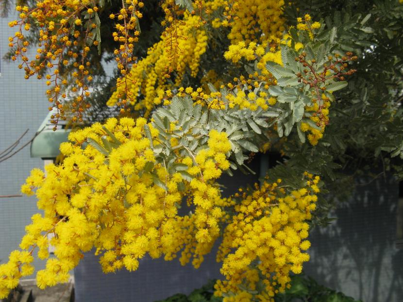 Follaje azulado y flores de Acacia baileyana