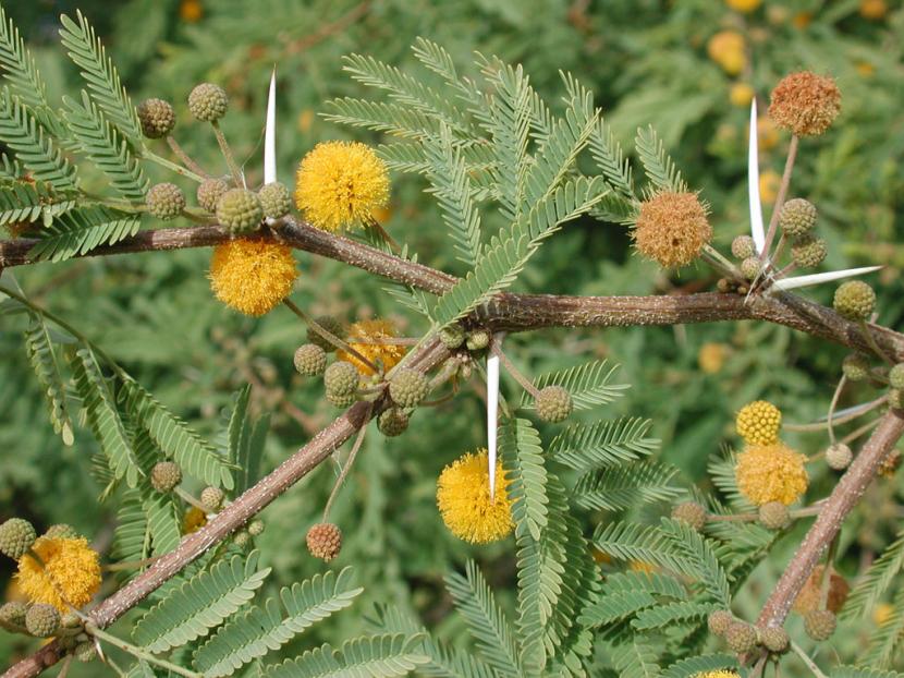 Flores globosas amarillas de Acacia farnesiana