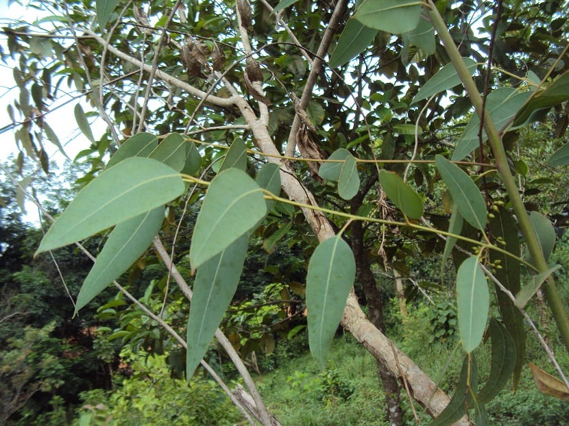 Eucalyptus camaldulensis: cultivo, cuidados y distancias