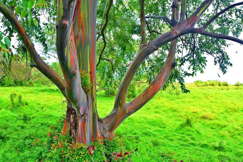 Detalle de las bandas de corteza verde, morada y anaranjada del eucalipto arcoíris