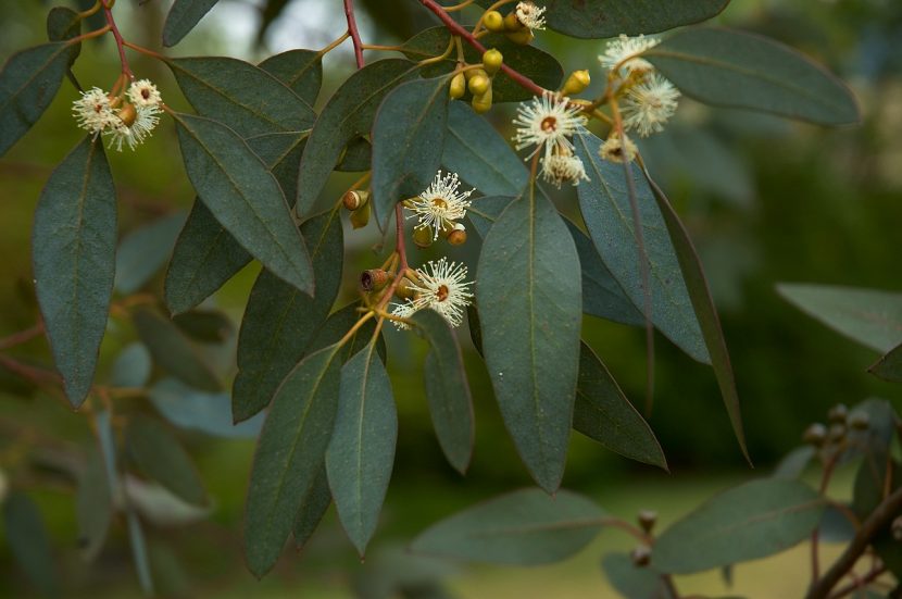 Flores blancas y ramas del eucalipto de sidra Eucalyptus gunnii