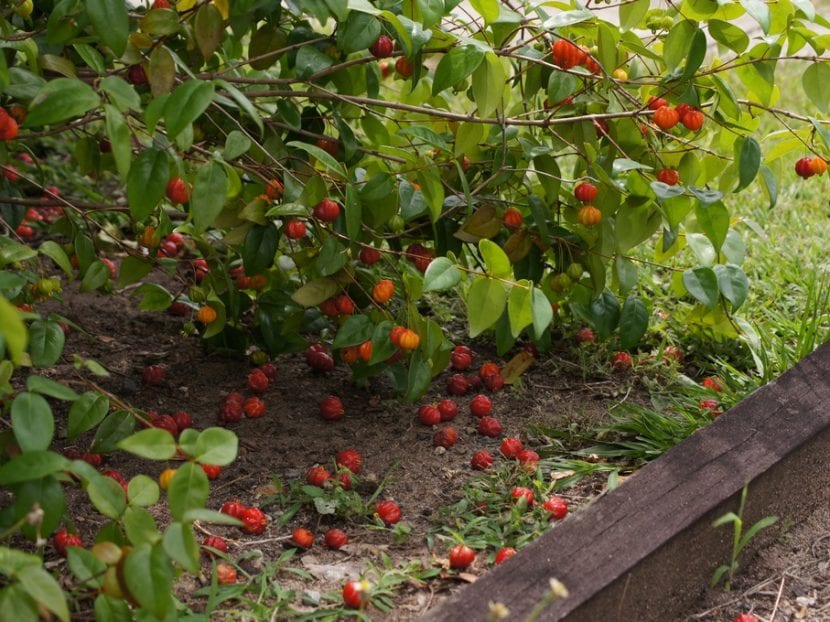 Ejemplar de Eugenia uniflora o pitanga con sus frutos rojos acanalados