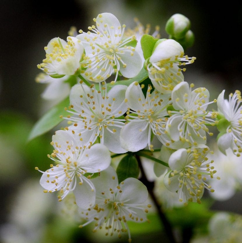 Flores blancas de Eugenia uniflora con numerosos estambres