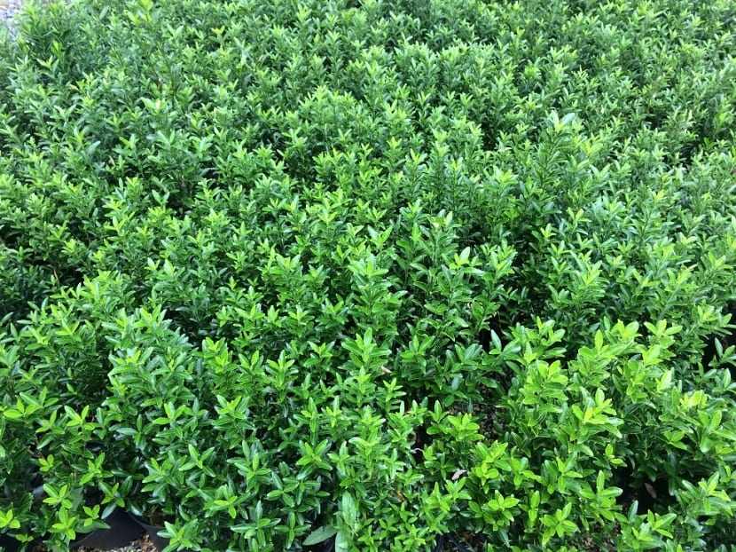 Frutos y follaje de una planta del género Euonymus