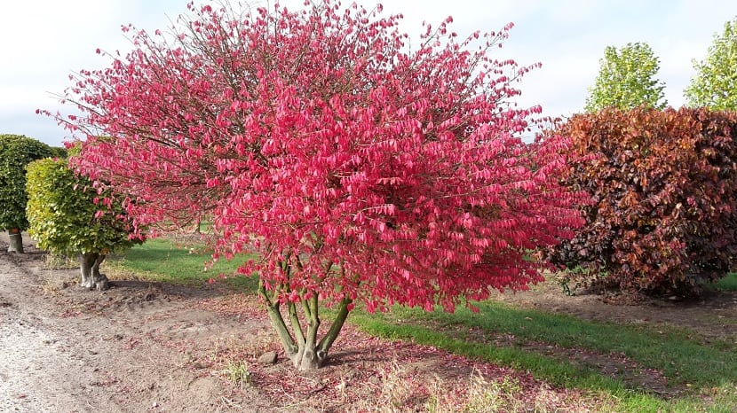 Ramas aladas y follaje otoñal de Euonymus alatus