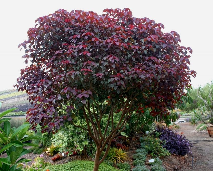 Ejemplar de Euphorbia cotinifolia o lechero rojo con porte de arbolito