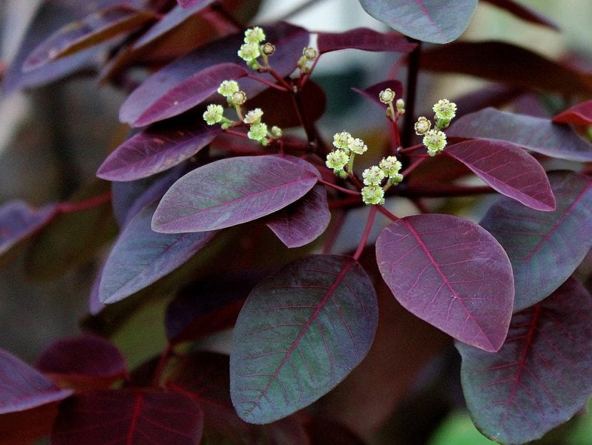 Flores blanquecinas de Euphorbia cotinifolia sobre el follaje rojizo