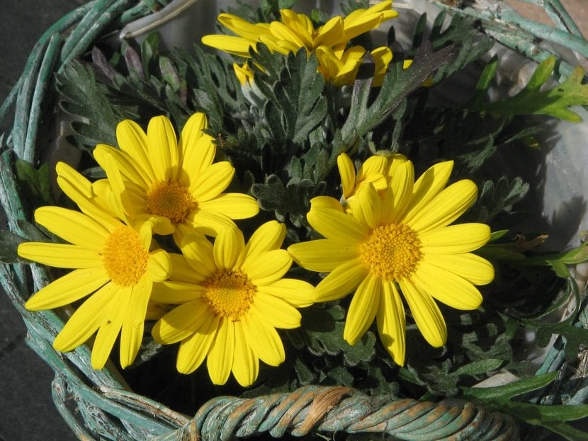 Euryops chrysanthemoides de hoja verde con capítulos amarillos