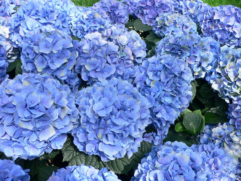 Inflorescencia azul de hortensia, color obtenido por complejos de aluminio