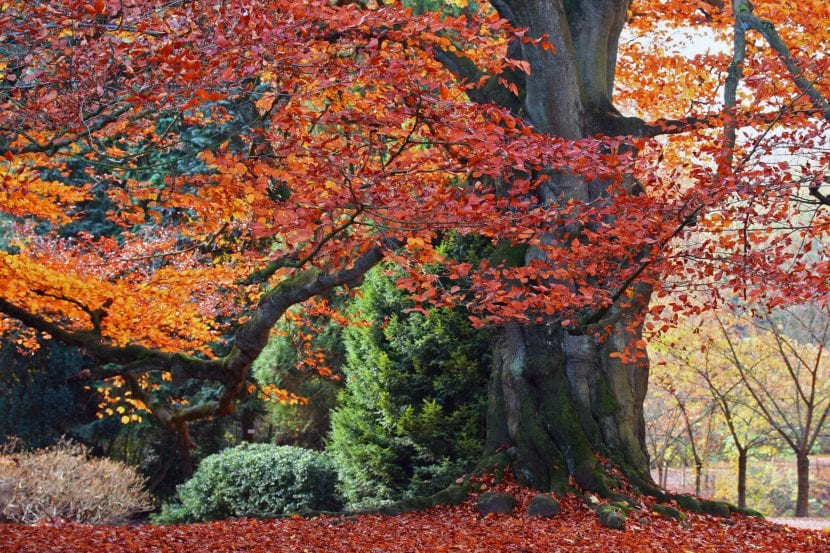 Hojas púrpuras de Fagus sylvatica Purpurea