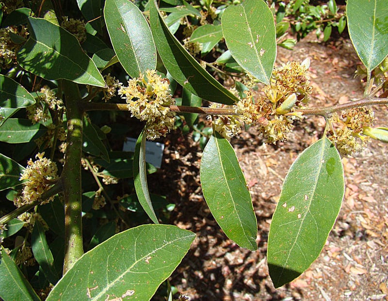 Ramas y hojas del laurel mexicano, Litsea glaucescens, con las umbelas de flores amarillentas