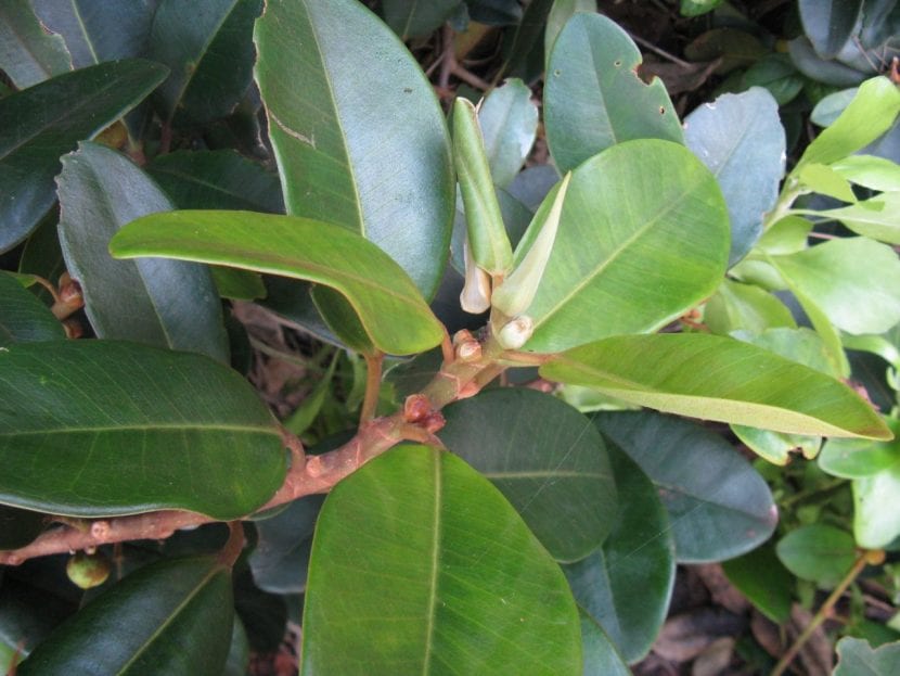 Hojas de Ficus rubiginosa con el envés de tono herrumbroso