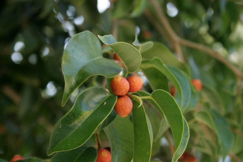 Frutos rojizos de Ficus benjamina entre el follaje