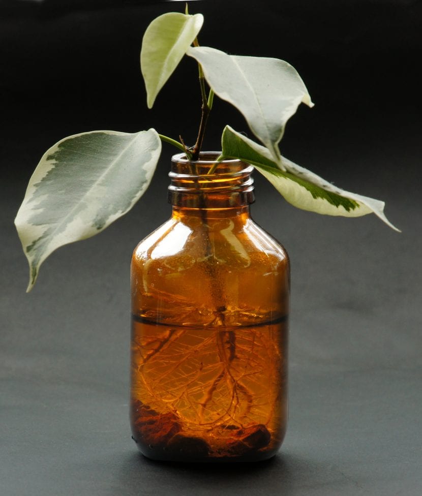 Esquejes de ficus enraizando en sustrato