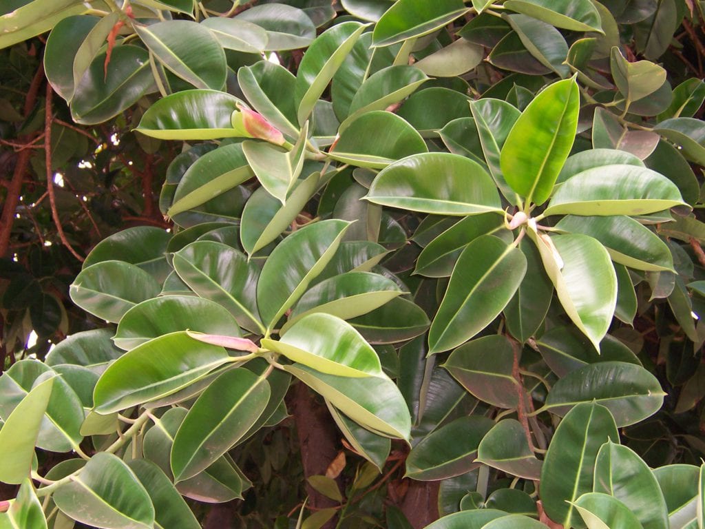 Ficus elastica: cuidados, poda y riego del gomero