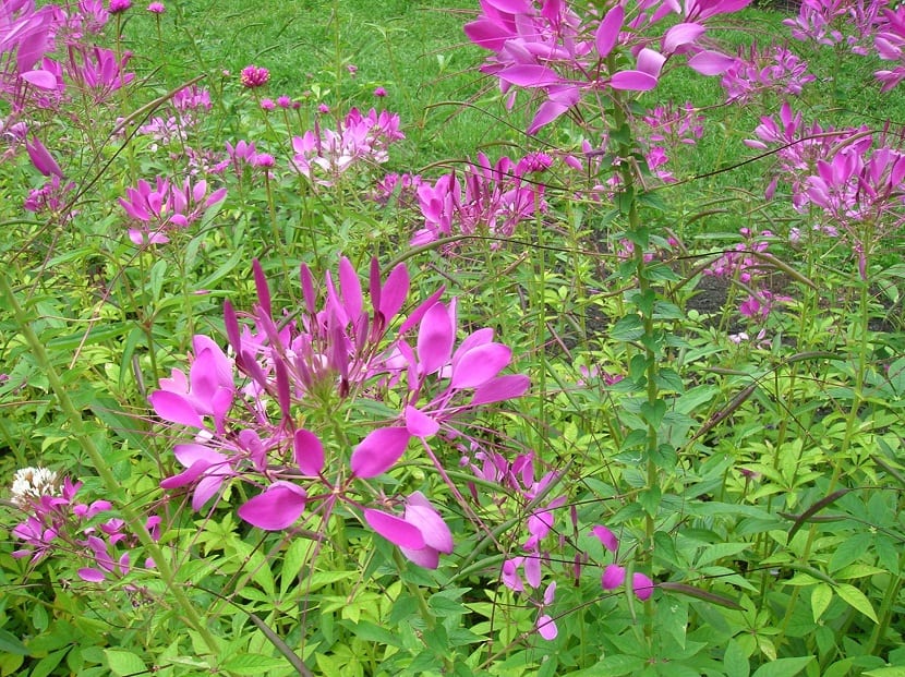 Racimo de flores de Cleome hassleriana con sus estambres largos