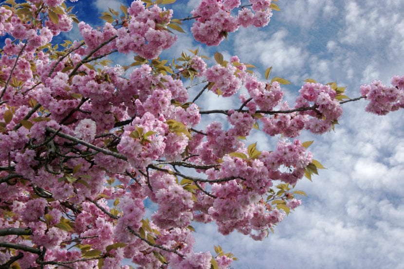 Cerezo japonés Prunus serrulata en plena floración