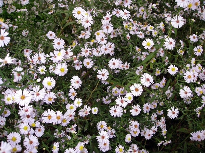 Flores de aster de otoño en tonos malva