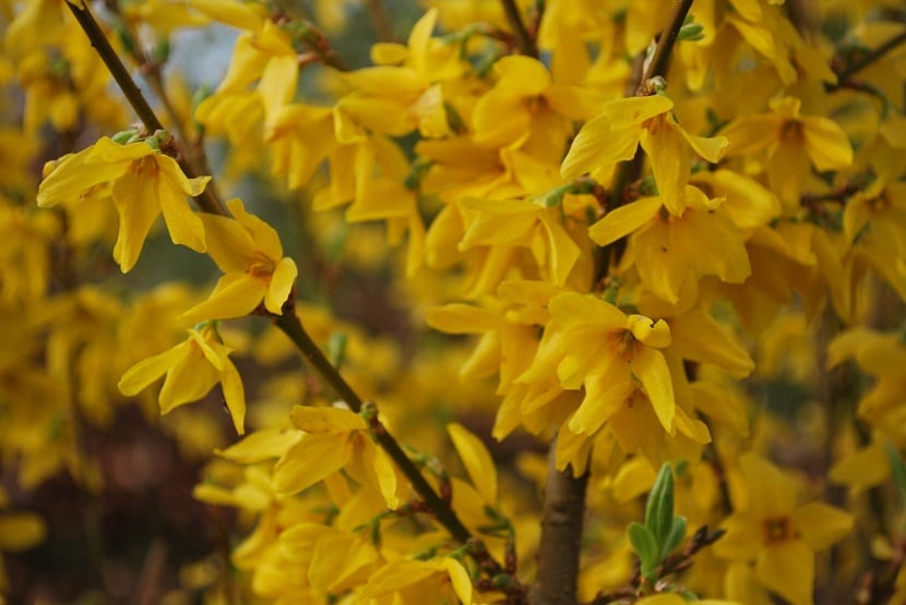 Ramas de Forsythia intermedia con flores amarillas sobre madera desnuda