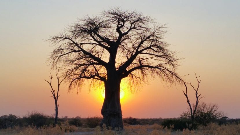 Baobab africano (Adansonia digitata) con su tronco engrosado en forma de botella