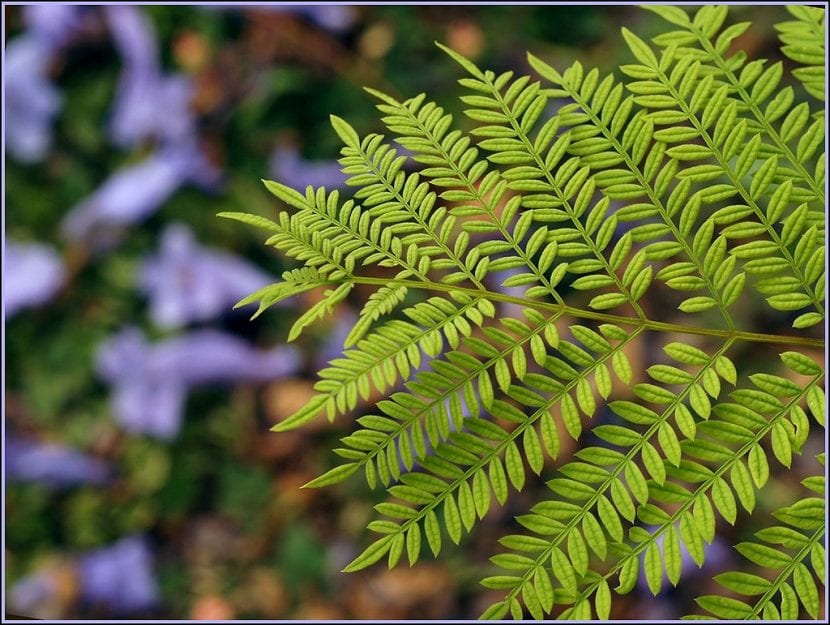 Jacaranda mimosifolia en plena floración azul violácea