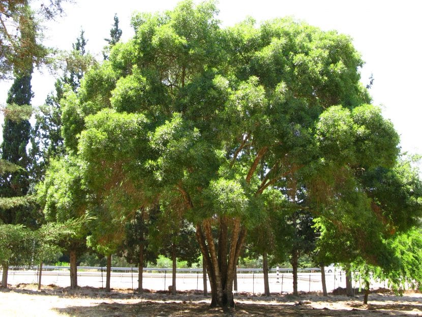 Ejemplar adulto de Fraxinus angustifolia con la copa desarrollada