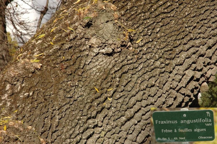 Corteza agrietada en retícula del tronco de un fresno de hoja estrecha