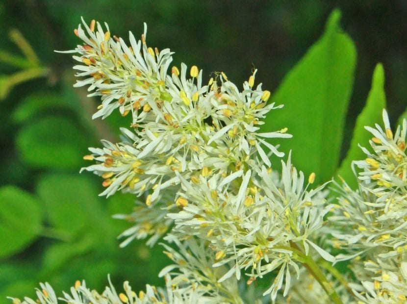 Panículas blancas de flores de Fraxinus ornus en primavera
