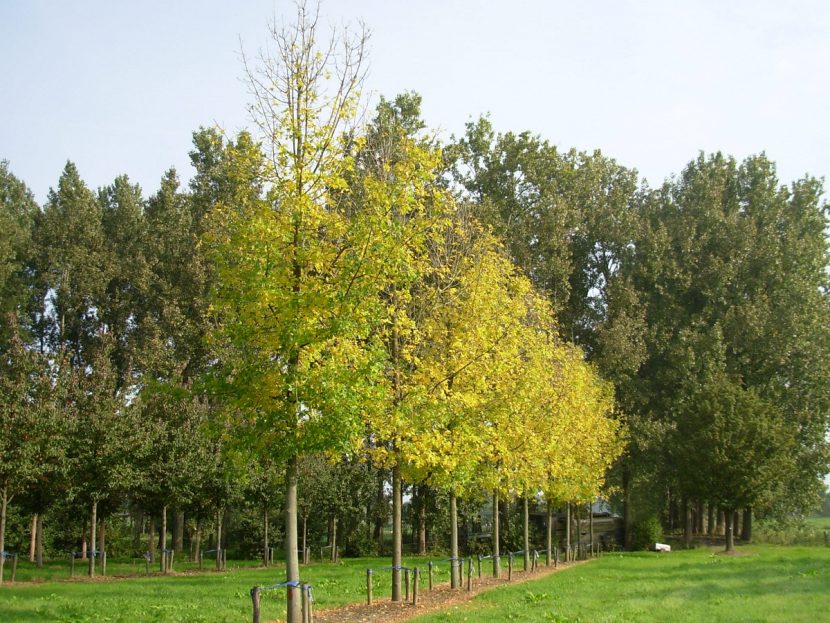 Ejemplares altos de Fraxinus pennsylvanica o fresno verde