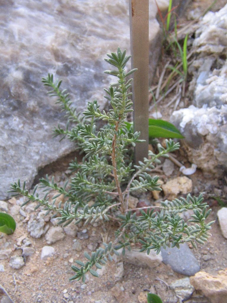 Detalle de las hojas lineares de Fumana thymifolia
