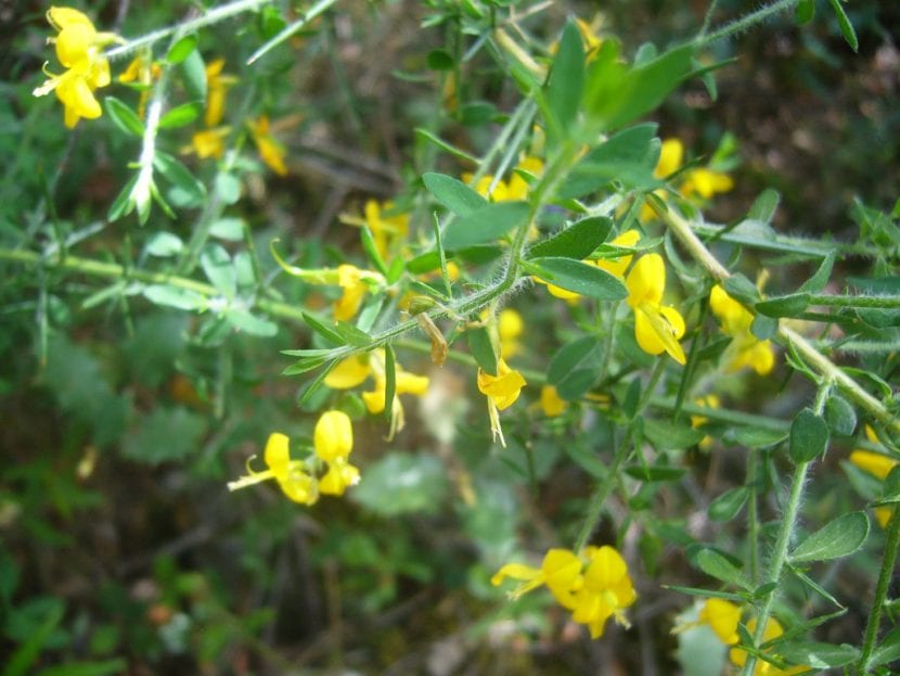 Arbusto de Genista falcata en flor con ramas espinosas
