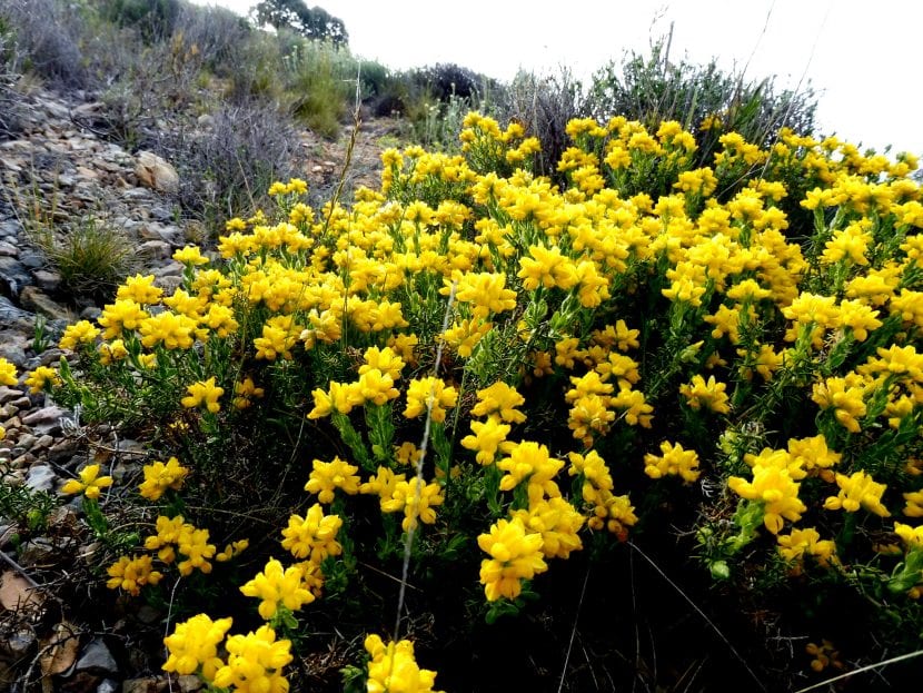 Mata de Genista hispanica en plena floración amarilla