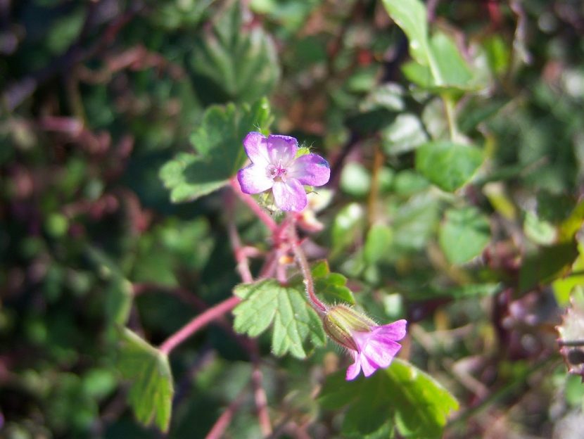 Flores rosadas de Geranium rotundifolium vistas de cerca