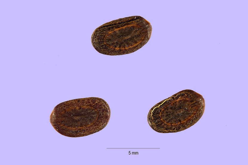 Semillas duras y pardas de Vachellia tortilis extraídas de la legumbre