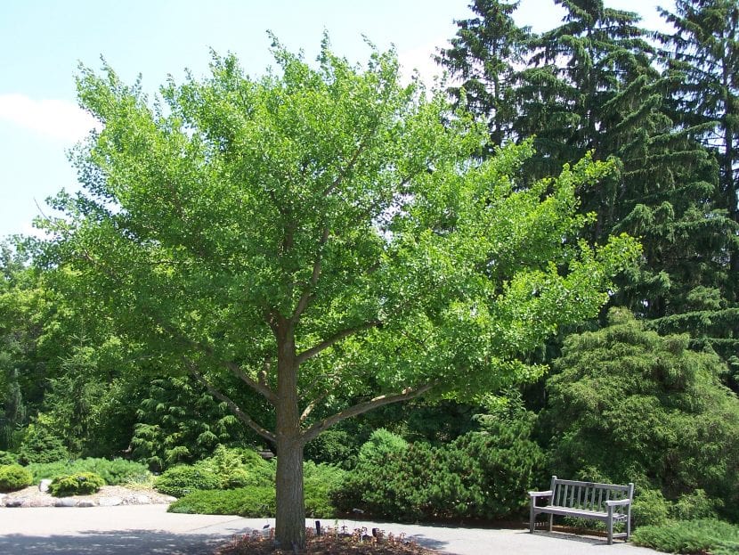 Hojas en abanico de Ginkgo biloba con nervadura dicótoma
