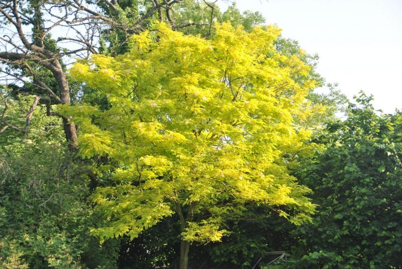 Gleditsia triacanthos Sunburst con brotación dorada