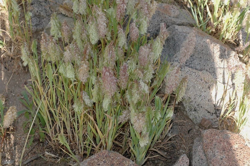 Espigas doradas de Lamarckia aurea creciendo entre rocas