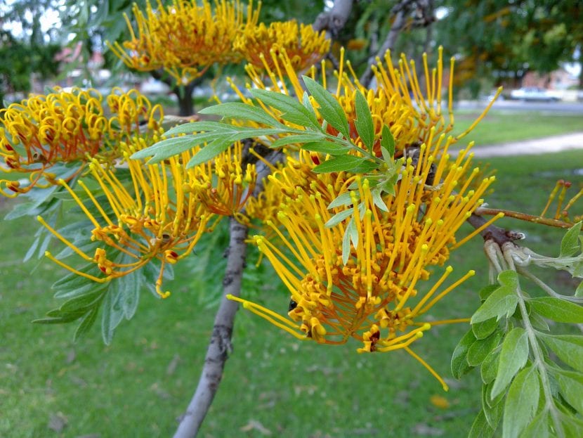 Hojas bipinnadas y flores anaranjadas de Grevillea robusta