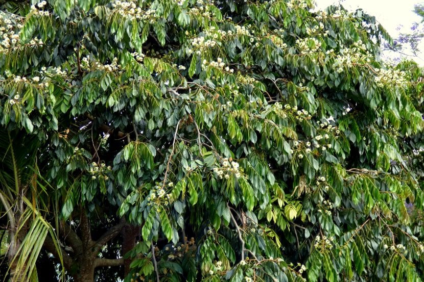 Copa de un árbol de guama, Inga edulis