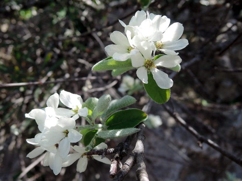 Flores blancas de pétalos estrechos del guillomo (Amelanchier ovalis)