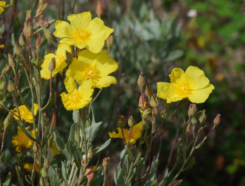 Mata de Halimium halimifolium o jaguarzo blanco en flor
