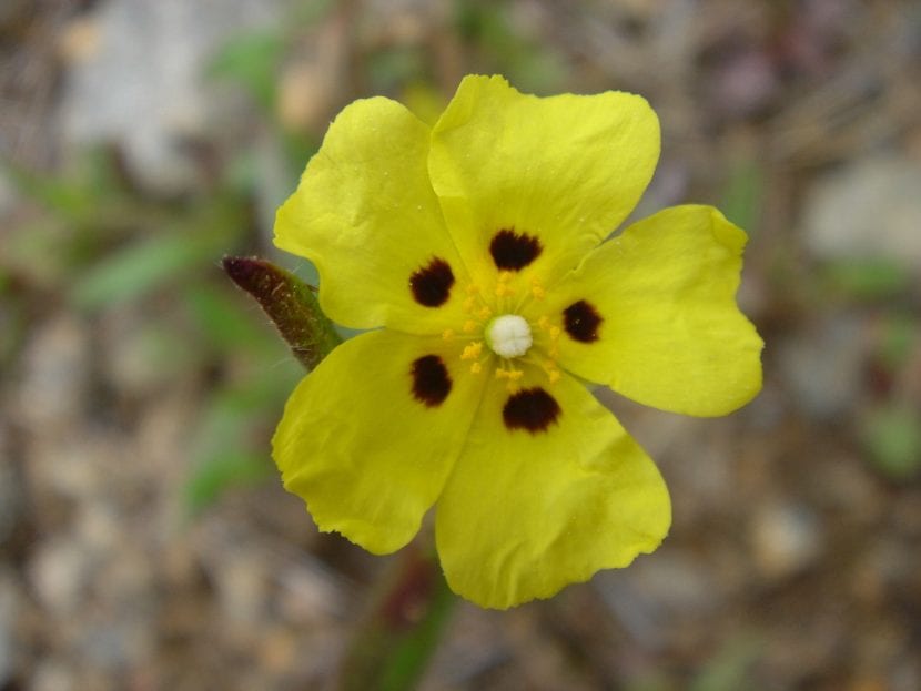 Flor amarilla de Halimium halimifolium con estambres anaranjados