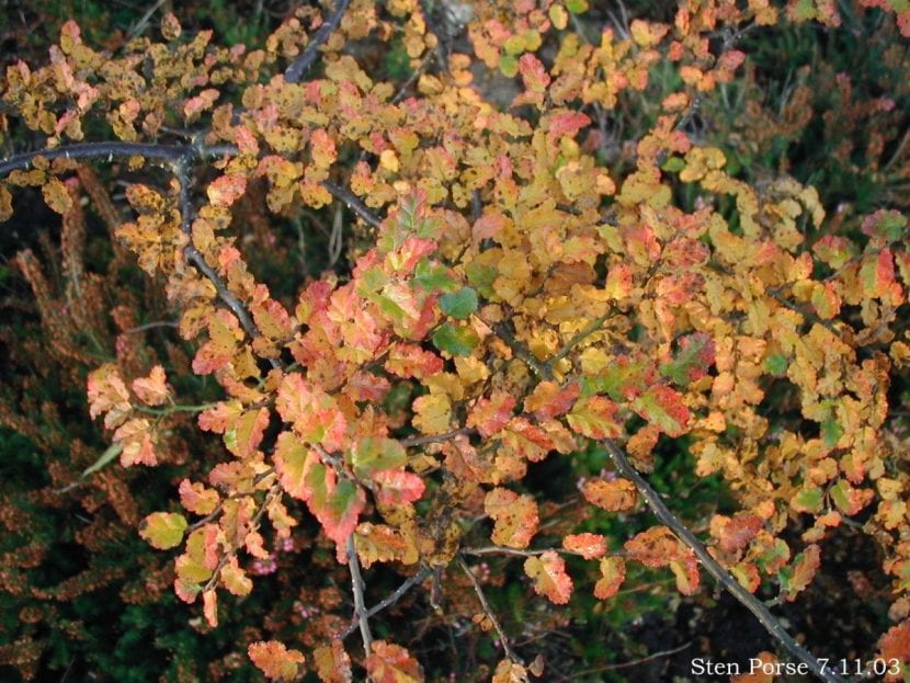 Nothofagus antarctica con color otoñal amarillo y anaranjado