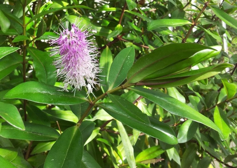 Arbusto de Hebe x andersonii en flor con espigas violeta